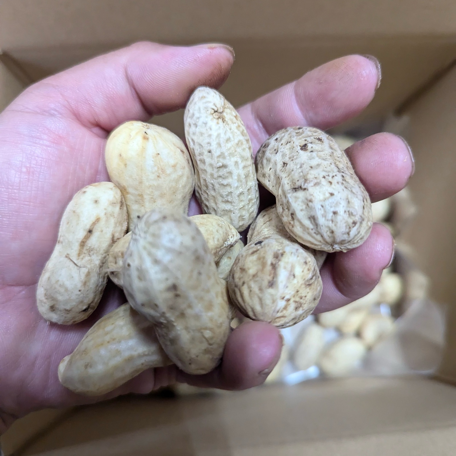 予約増量【秦野の特産】 落花生 おおまさり 1000g→1100g ｜ 野菜 