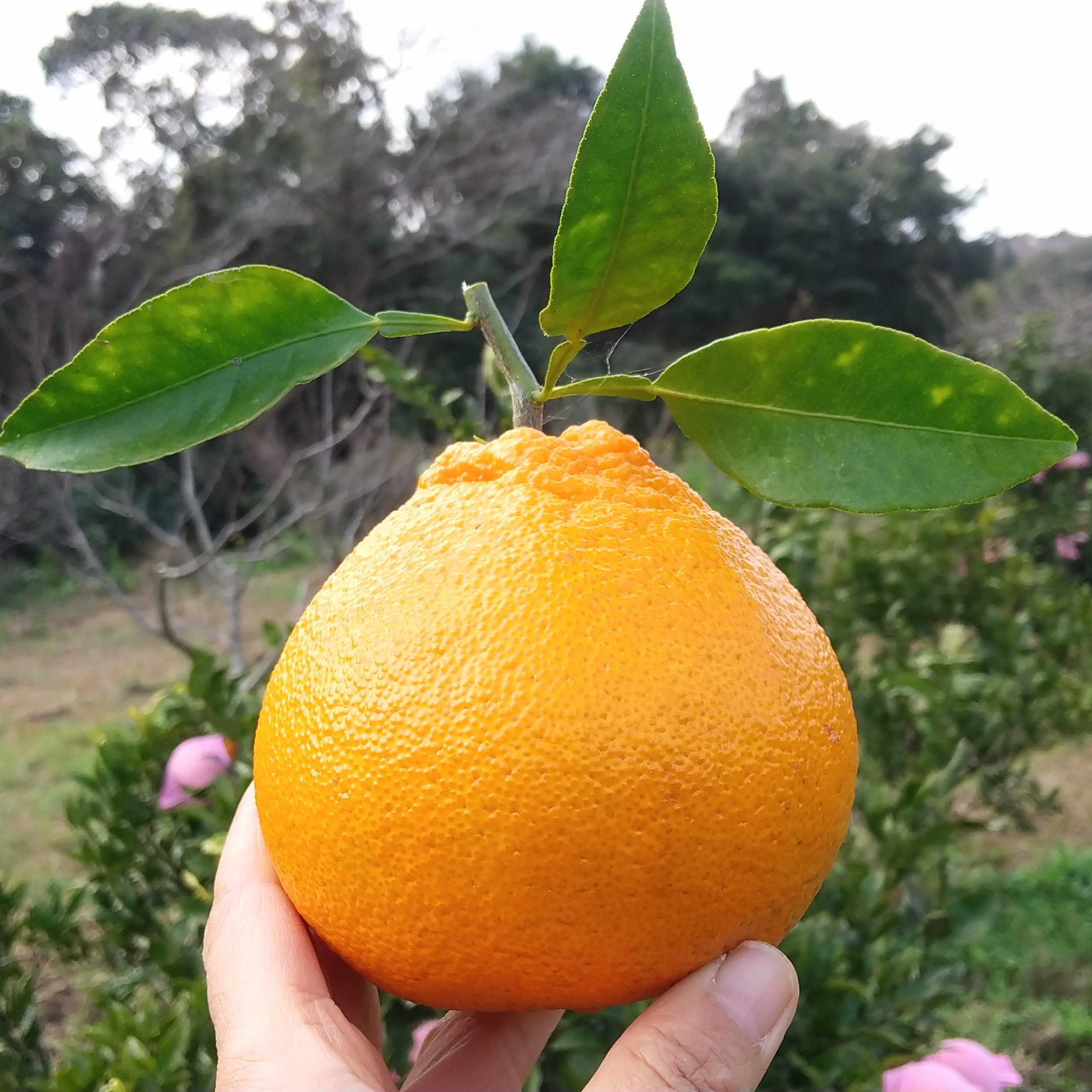 鹿児島県枕崎市産 樹上完熟【不知火】2kg程度 ｜ 果物/オレンジ