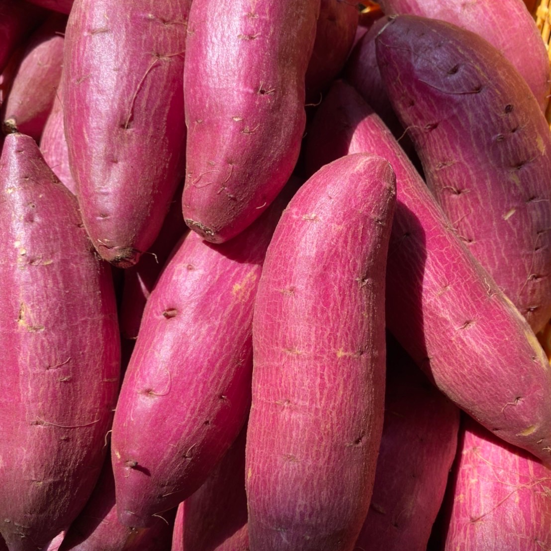 シルクスイート M•5kg 】千葉県成田市産 さつまいも シルクスイート M