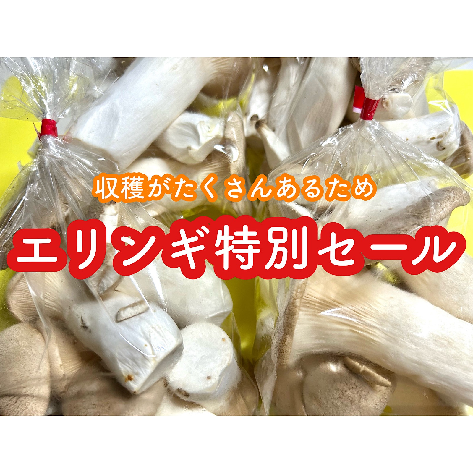 特別セール】B品エリンギ1kg(250g×4袋) ｜ 野菜/きのこ 産直アウル