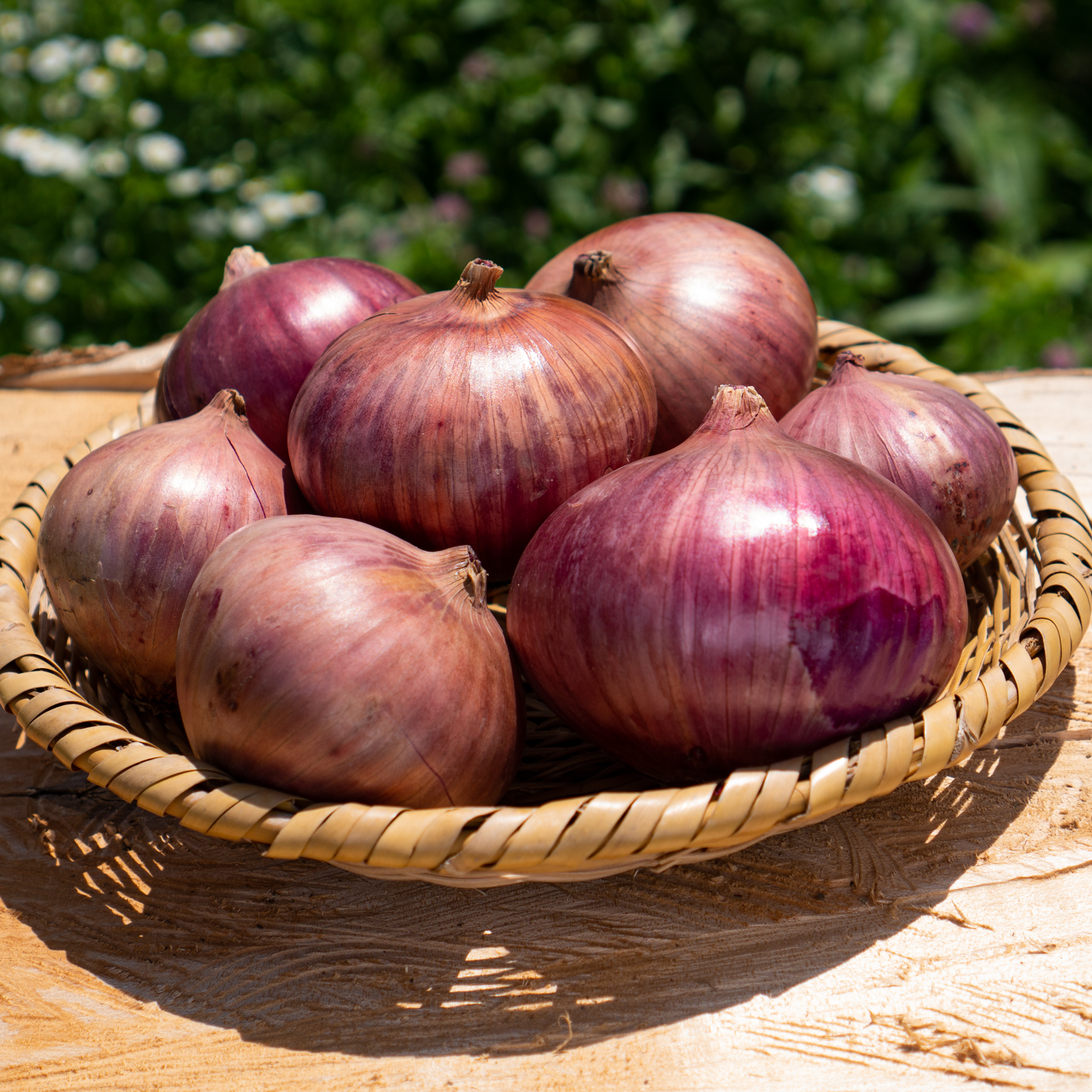 有機栽培対応の赤玉ねぎ苗 4000本 【公式通販】