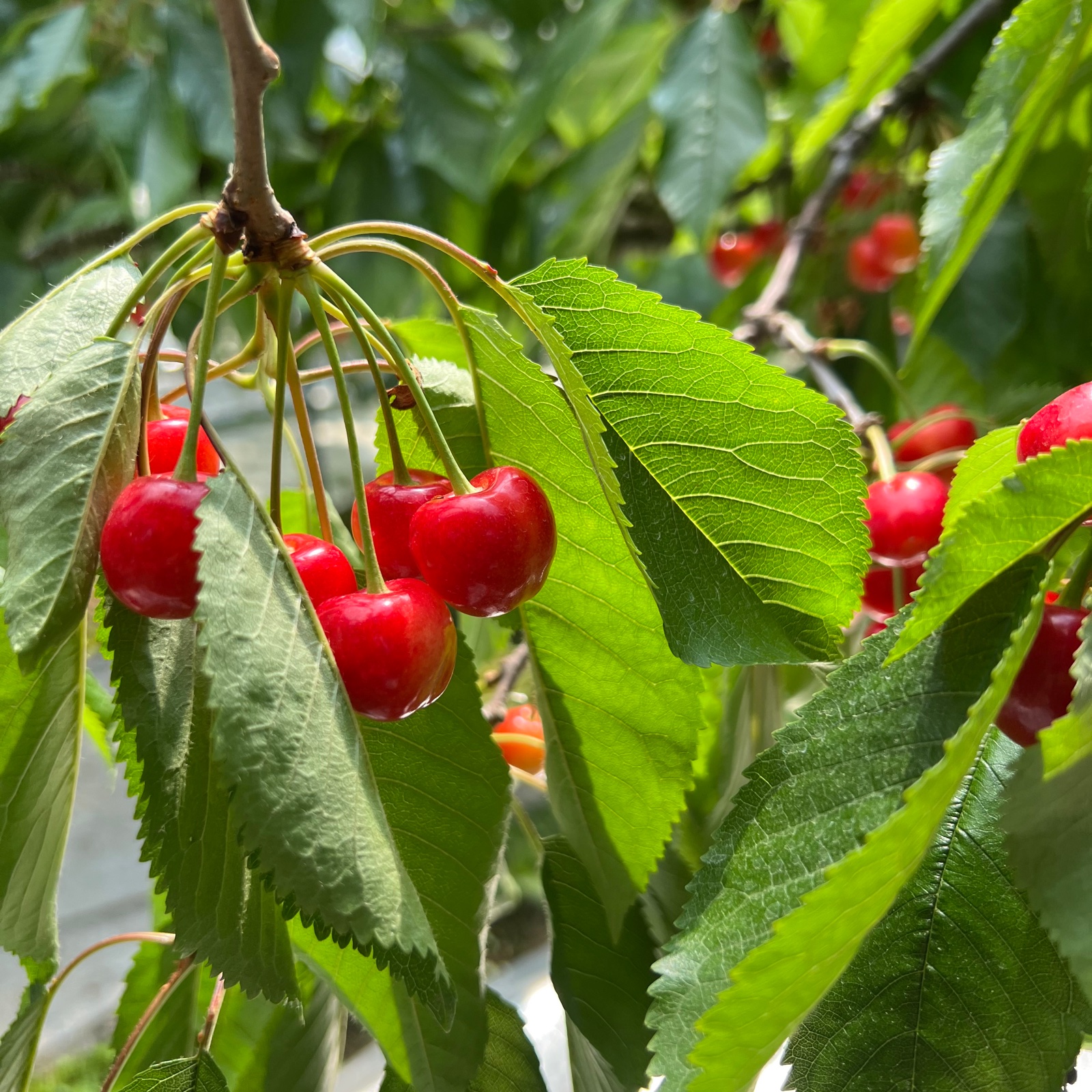 664060204d4955da59282b8cfb1d64