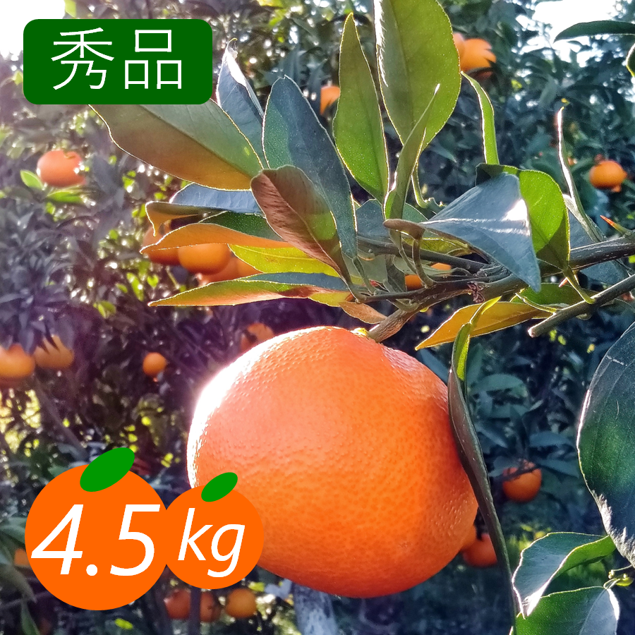 秀品】まどんな 4.5kg みんなトリコになる“”プルプル“”新食感♡高級