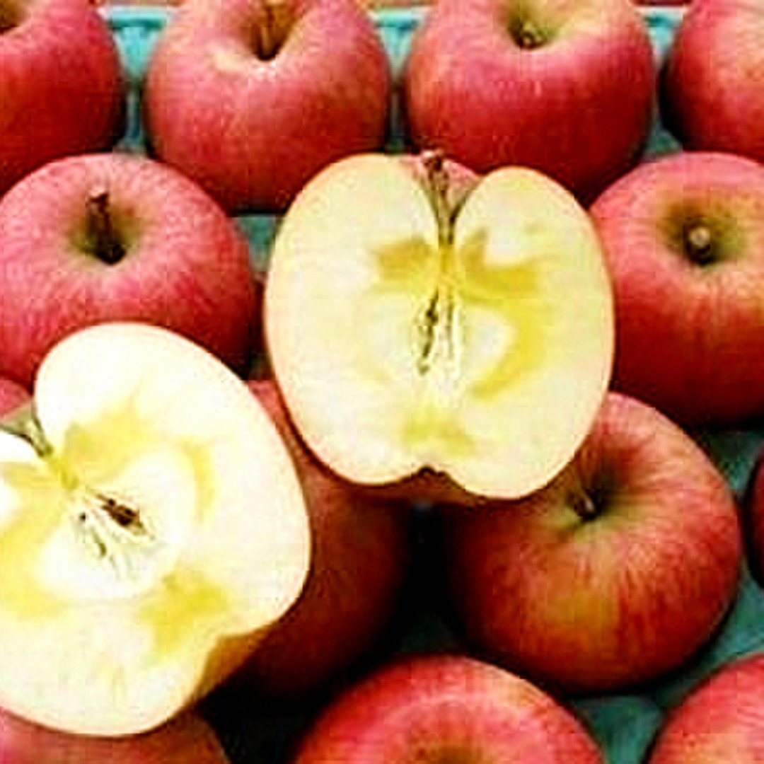 りんごの予約】福島の林檎 いわせっ娘5kg（16～22玉） ギフト