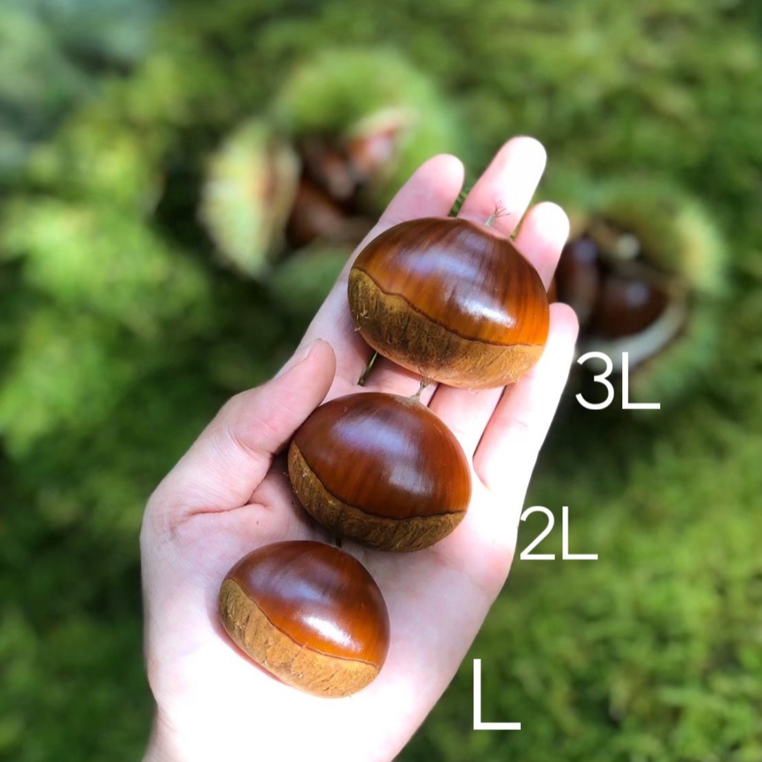 Rie 3 L 20kg 栗 Rie様専用 3 L 20kg 栗 - メルカリ