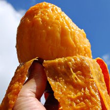 宮古島産完熟マンゴー2kg 【ご家庭用】 予約販売6月中旬から発送