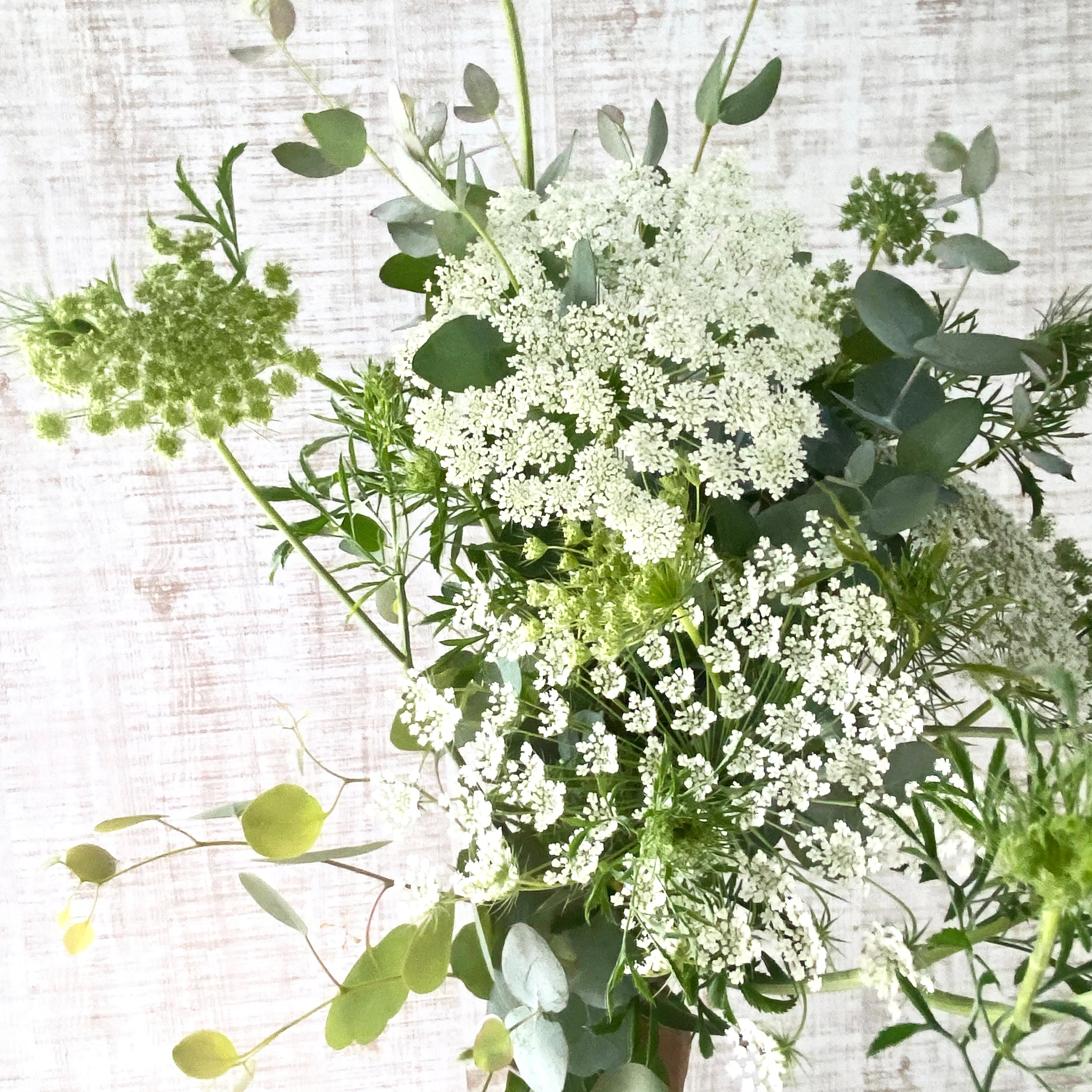 10本／レースフラワー】派手さはないけれど清楚で上品な花、「可憐
