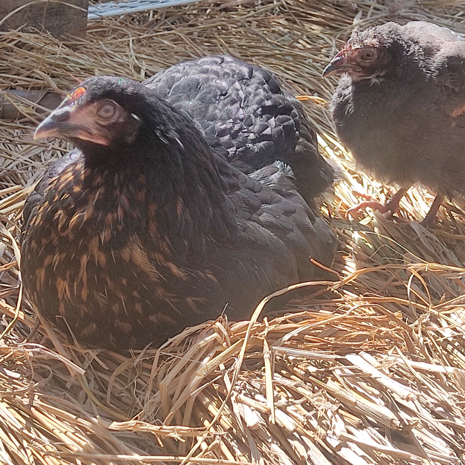 平飼い鶏卵 270個入り