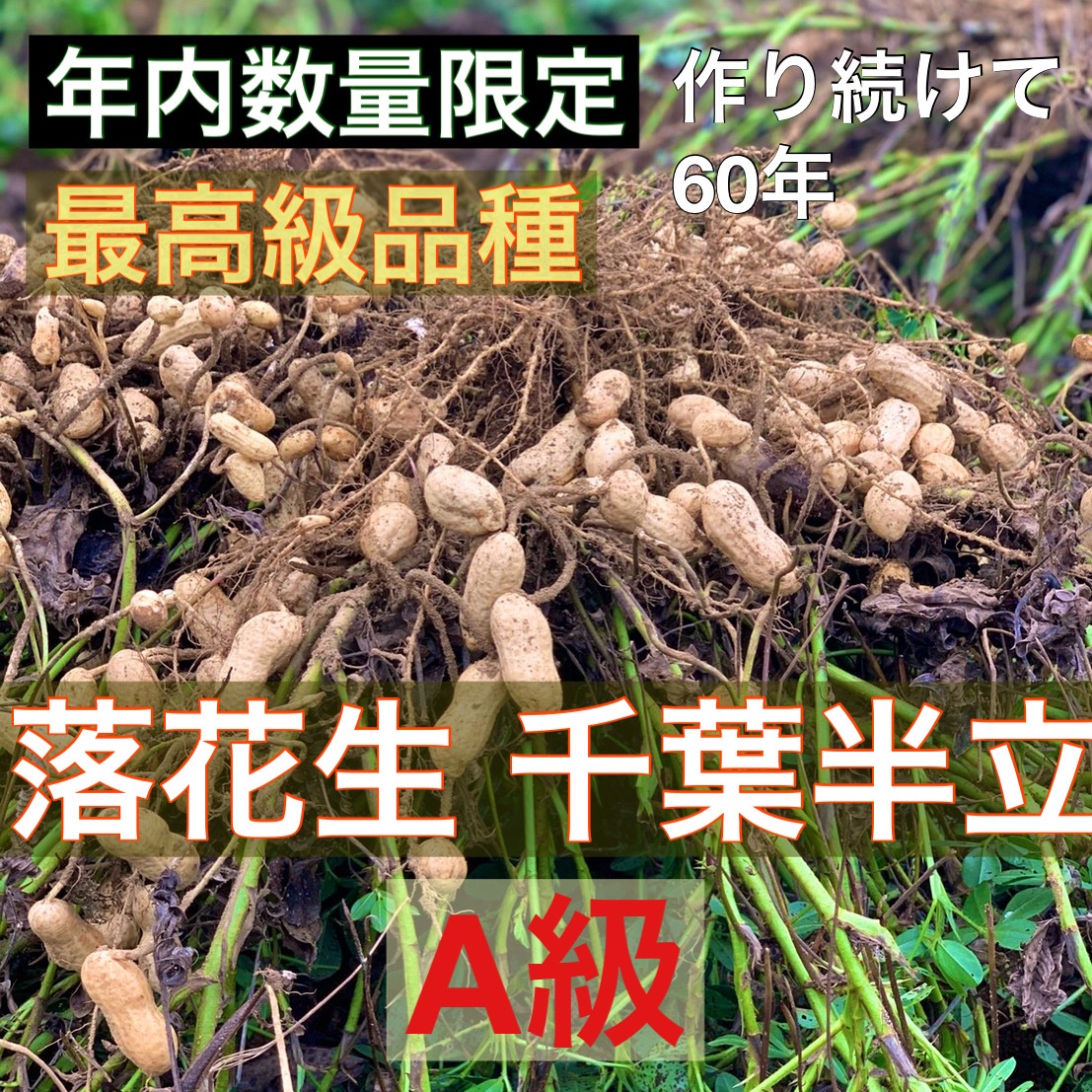 年内数量限定》落花生 A級 千葉半立 無加工 さやつき 250g 送料込み