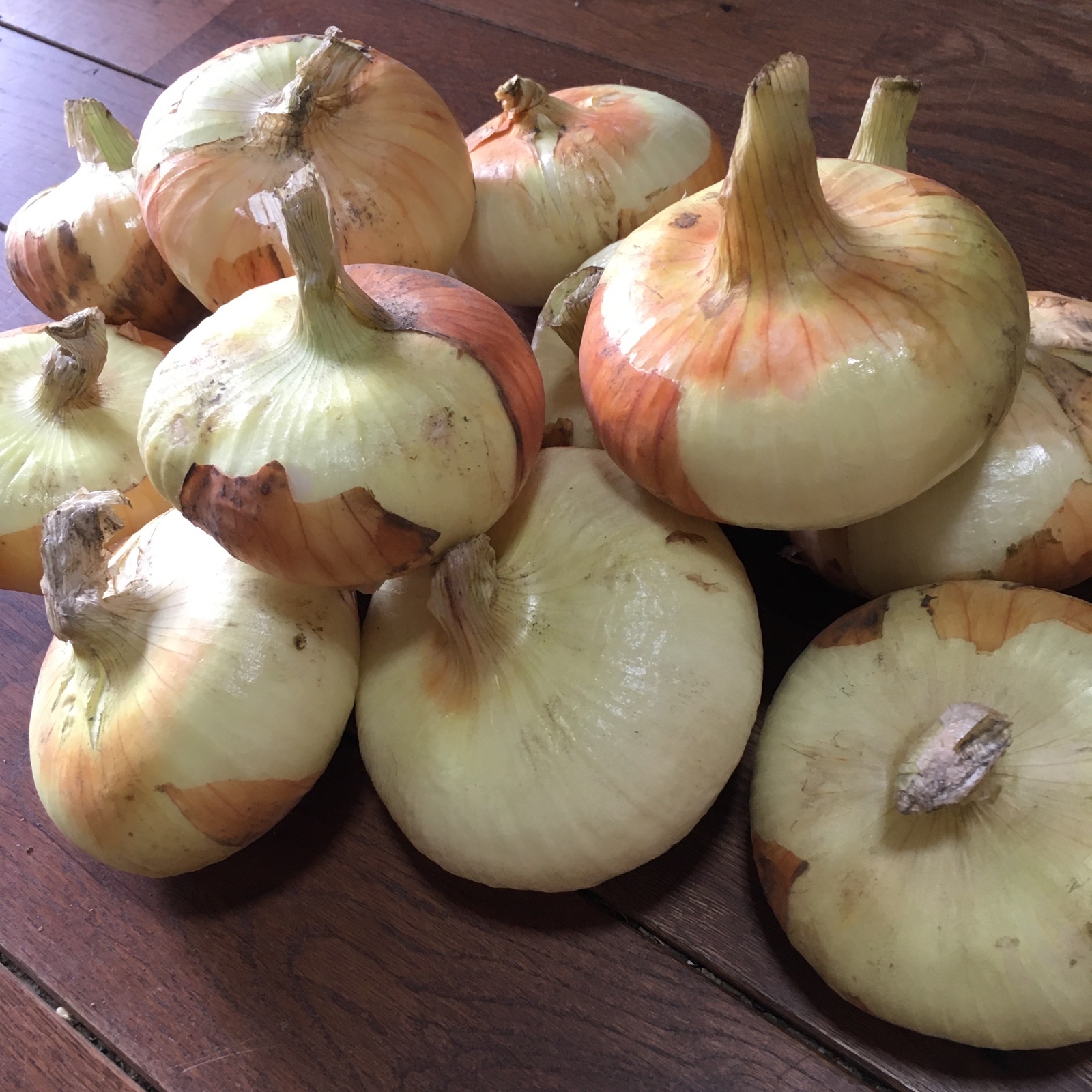 農薬・化学肥料不使用] 淡路島玉ねぎ 貝塚早生(固定種)5キロ ｜ 野菜