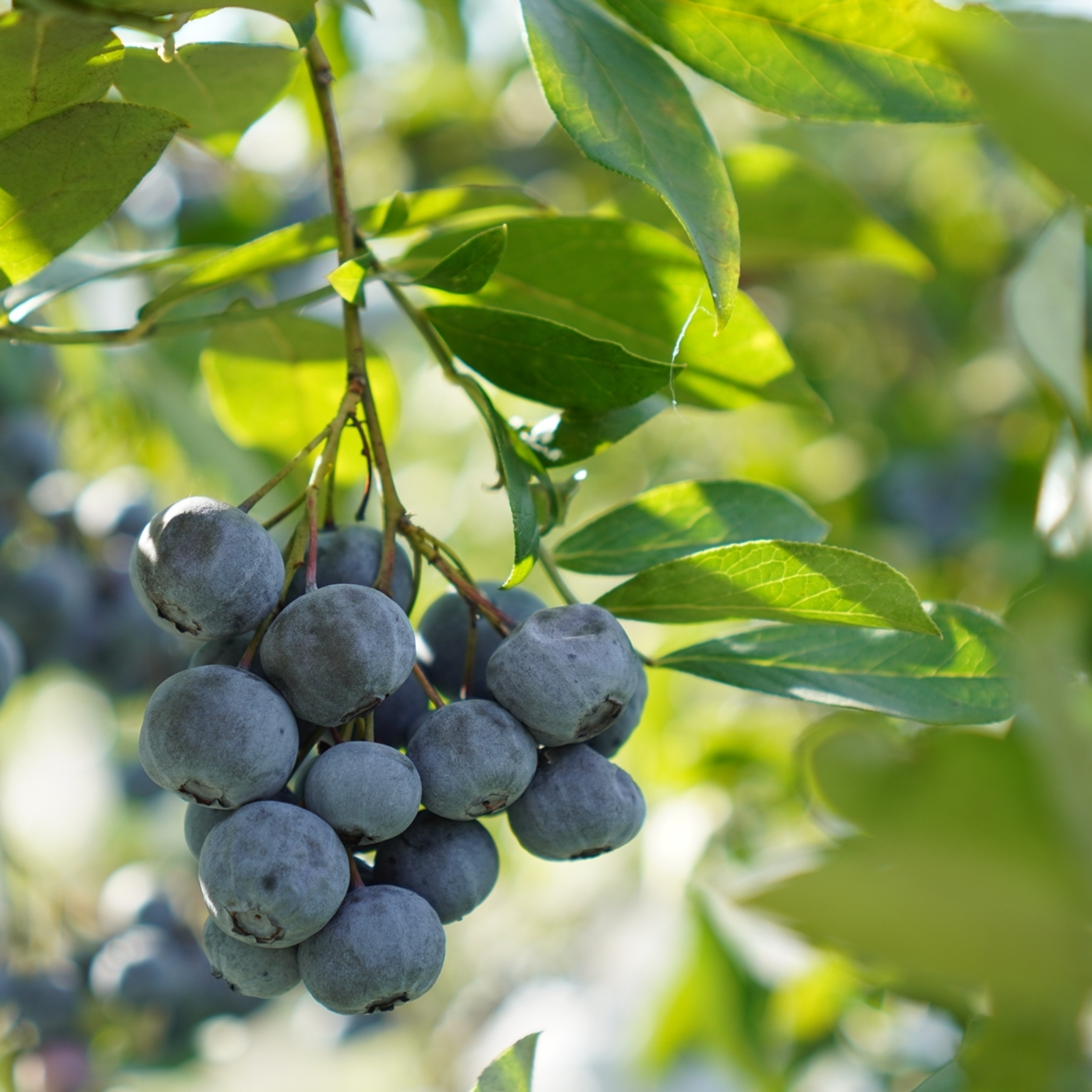 ★完熟冷凍ブルーベリーkg★