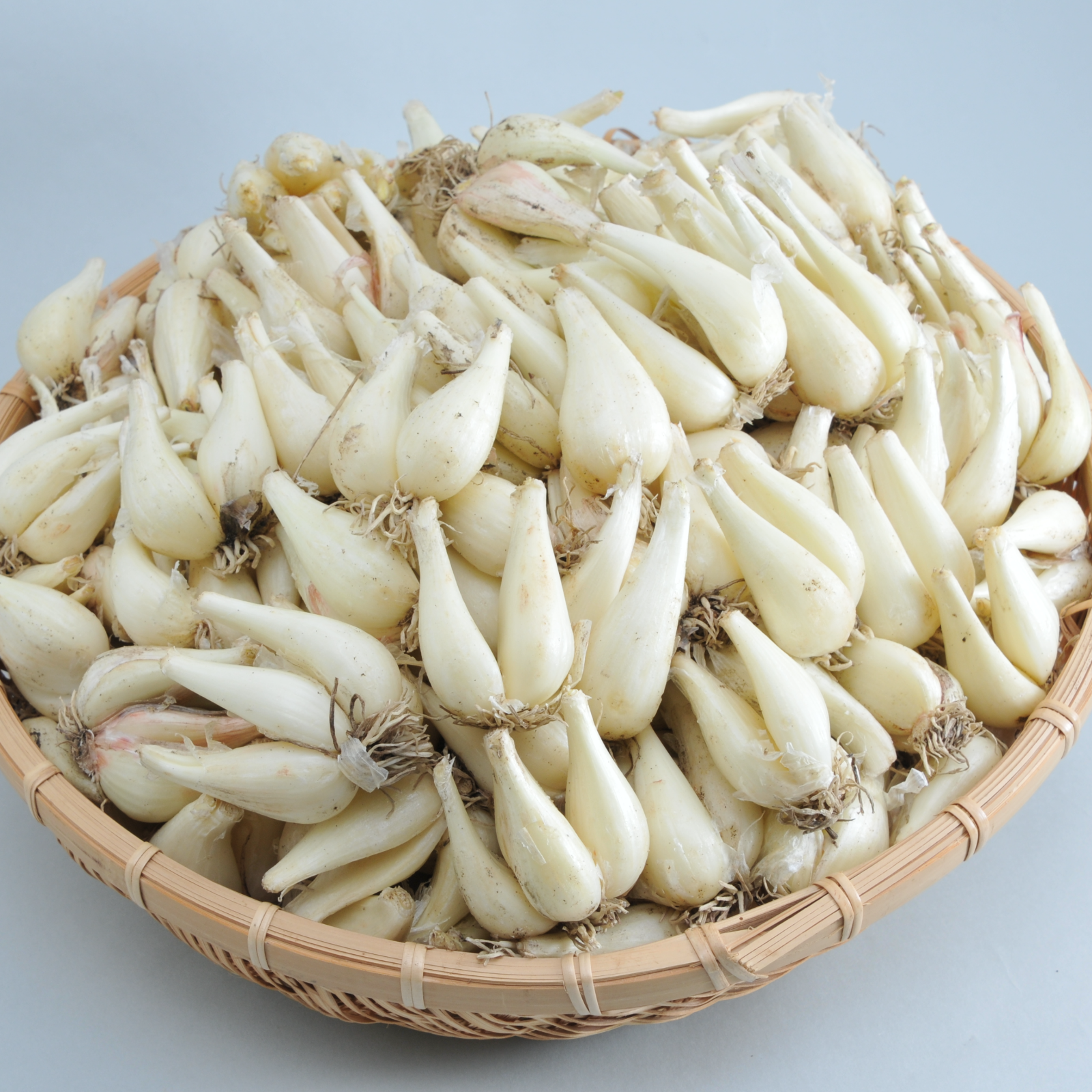 鳥取産 根付き 生らっきょう 3kg 【農薬・化学肥料使用量40％以下