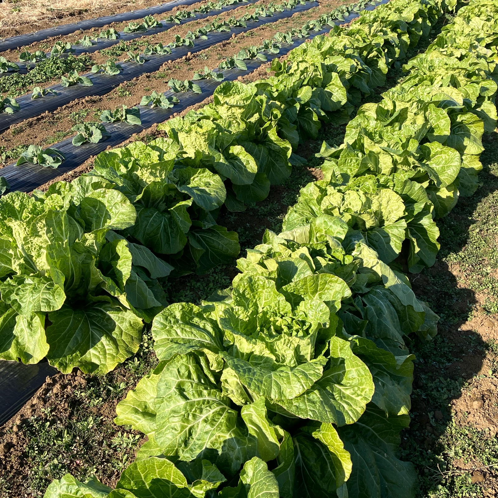 お任せ野菜セット | 野菜/野菜セット・詰め合わせ 産直アウル 農家から