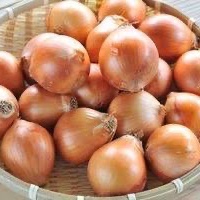 とれたて数量限定 北海道富良野玉葱 ｜ 野菜/玉ねぎ 産直アウル 農家