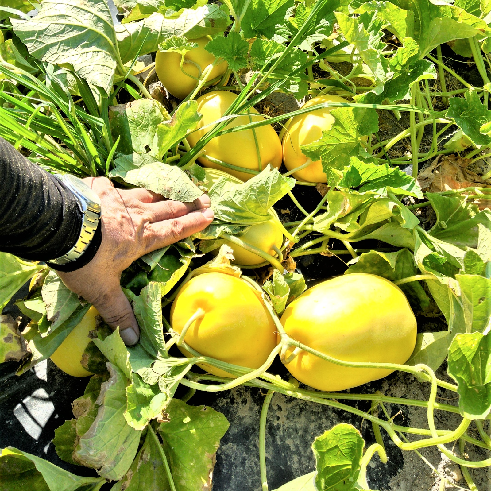農薬不使用（無農薬）栽培 さっぱりした夏の甘さ！まくわうり 金太郎