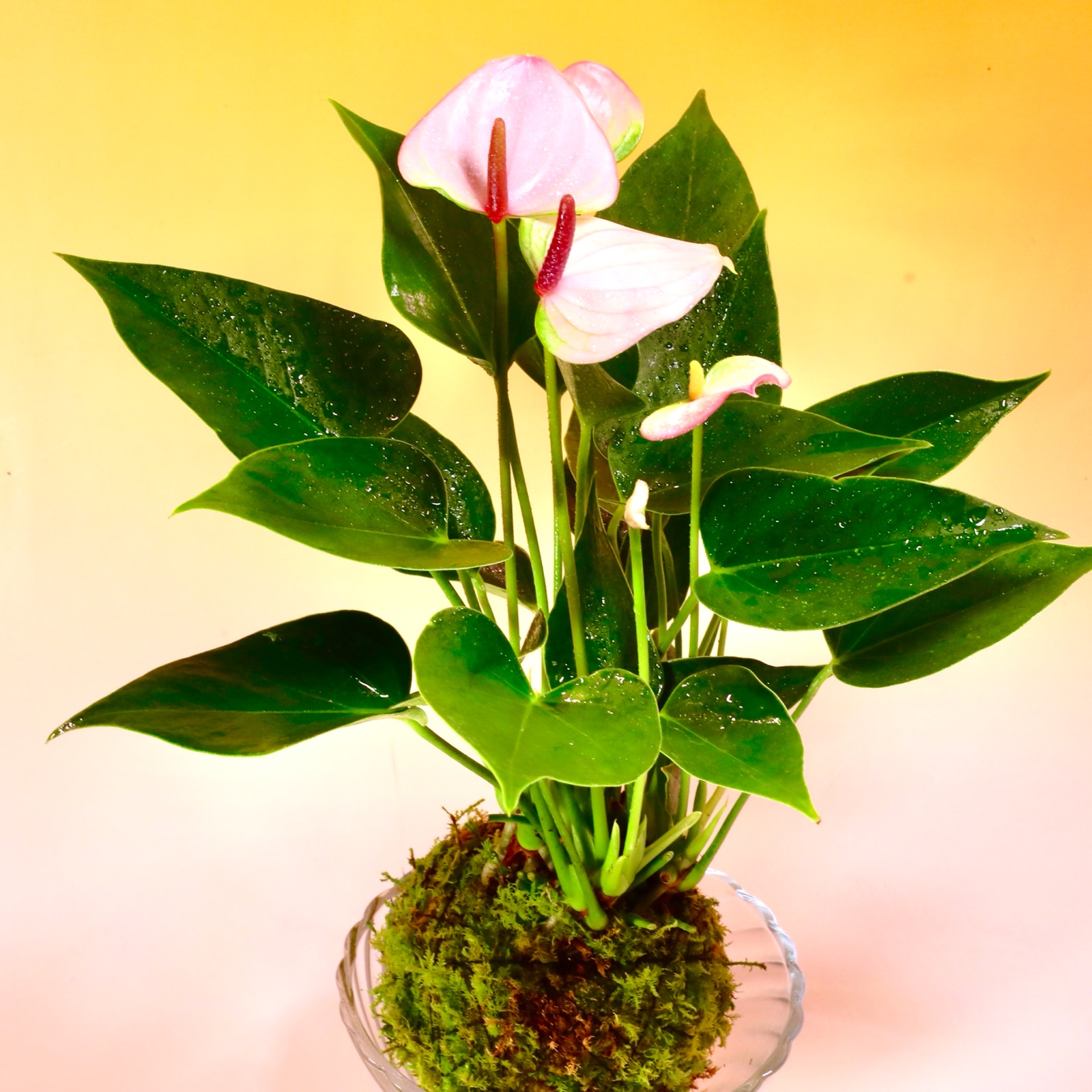 苔玉 アンスリューム リパピンク ｜ 花・植物/花・植物 産直アウル