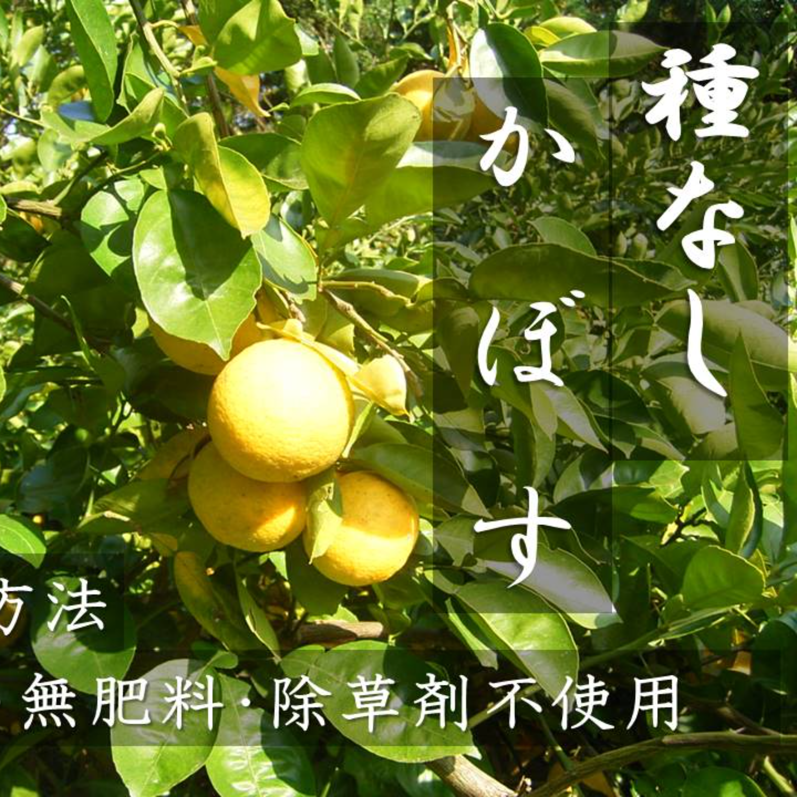 種無しかぼす　風味豊か　大変便利　５㎏ 農薬不使用 完熟種なしカボス5キロ ｜ 果物/香酸柑橘(ライム・レモン等