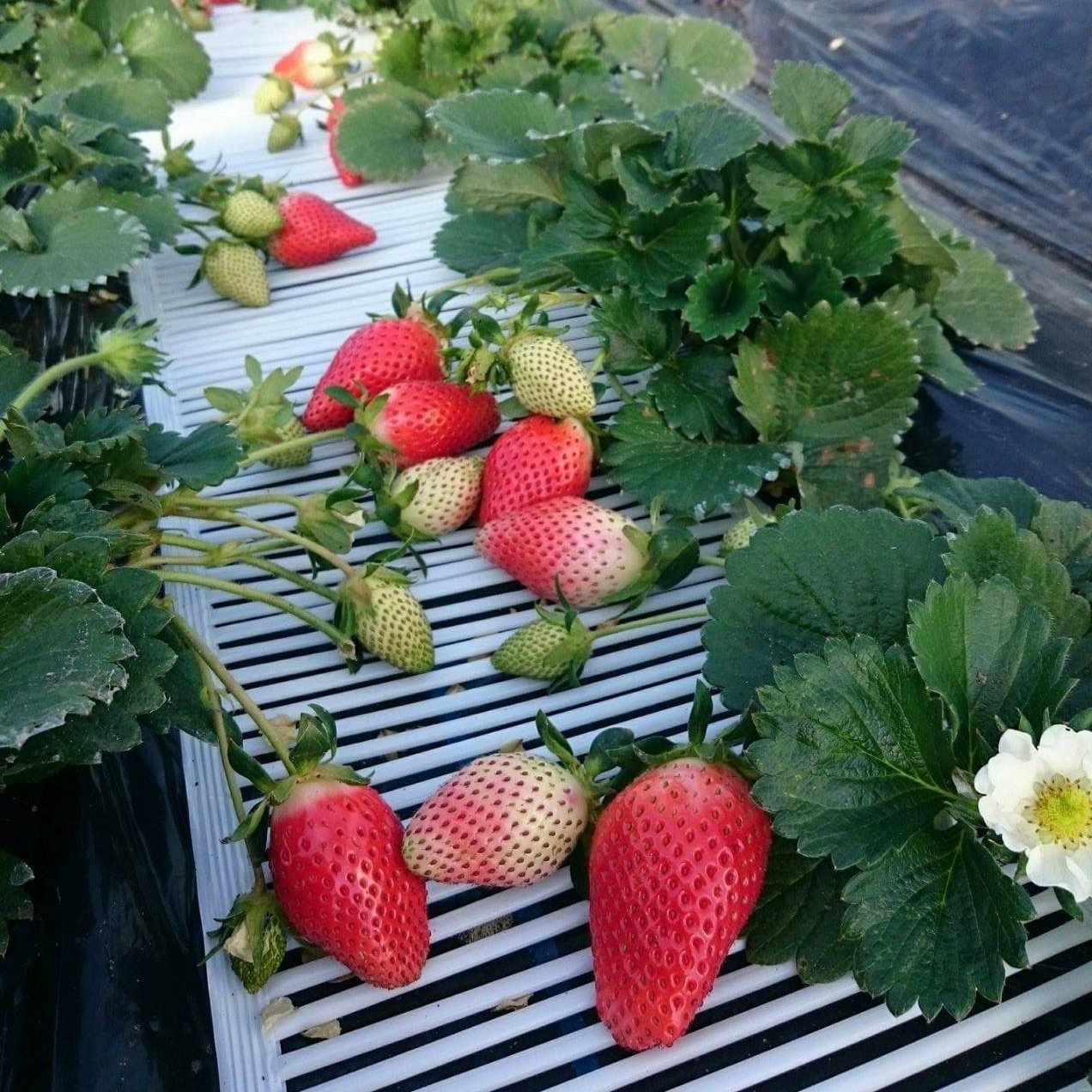 規格品】かわいい小粒やよいひめ 300g×8パック | 果物/いちご 産直