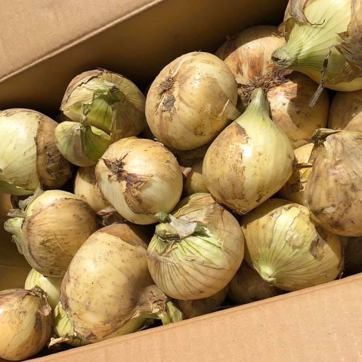 訳あり淡路島極早生新玉ねぎ20kg ｜ 野菜/玉ねぎ 産直アウル 農家