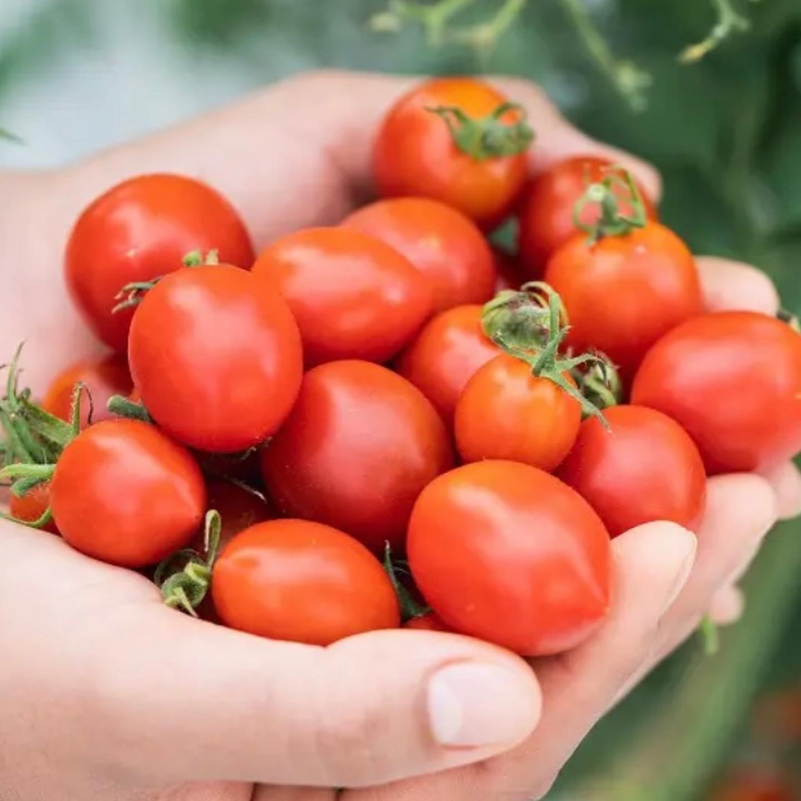 モリヒロ園芸が育てたじょんならんトマト | 野菜/トマト 産直アウル