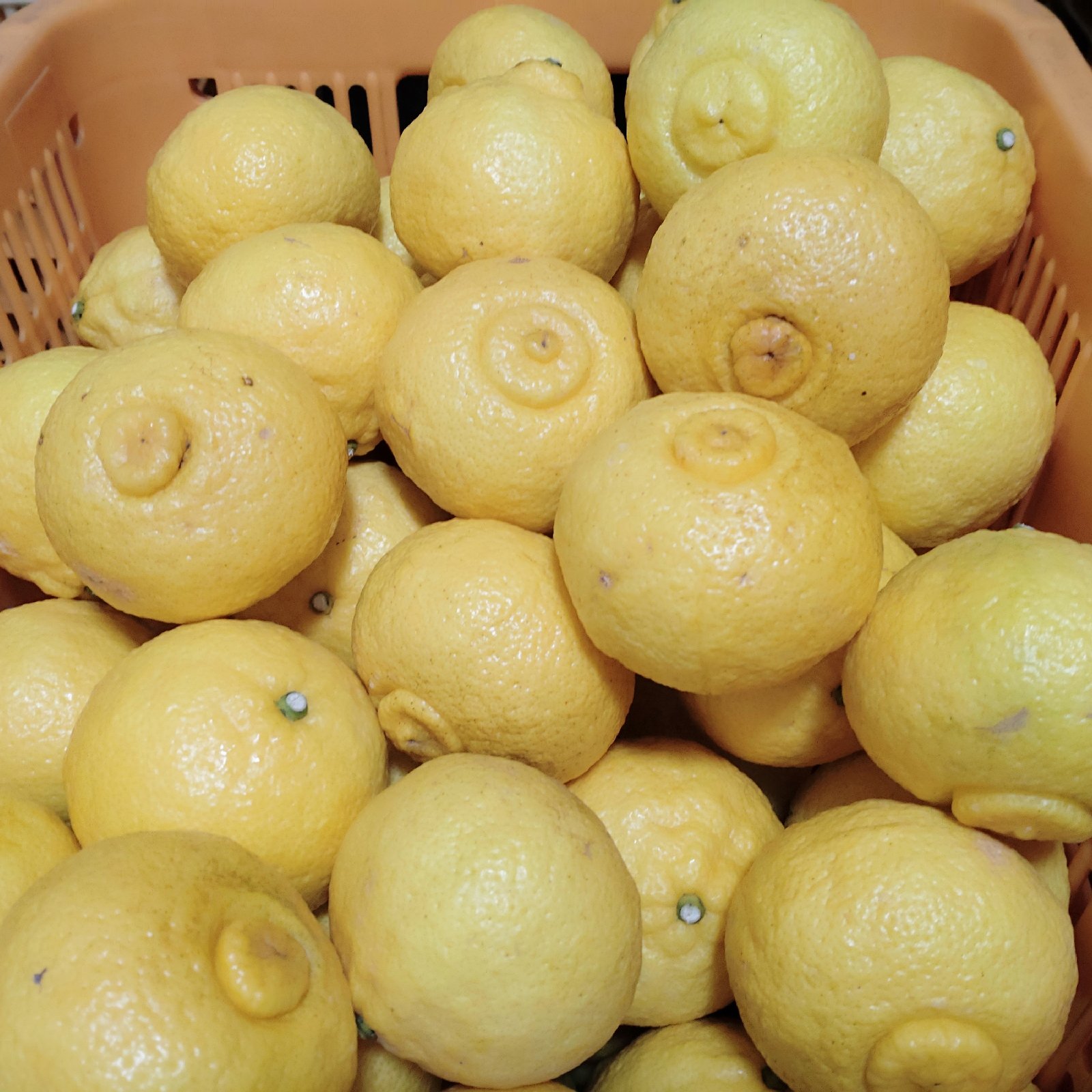 訳あり】広島県産 はるか‼️ 大玉サイズ 9.5kg(箱込み) ｜ 果物