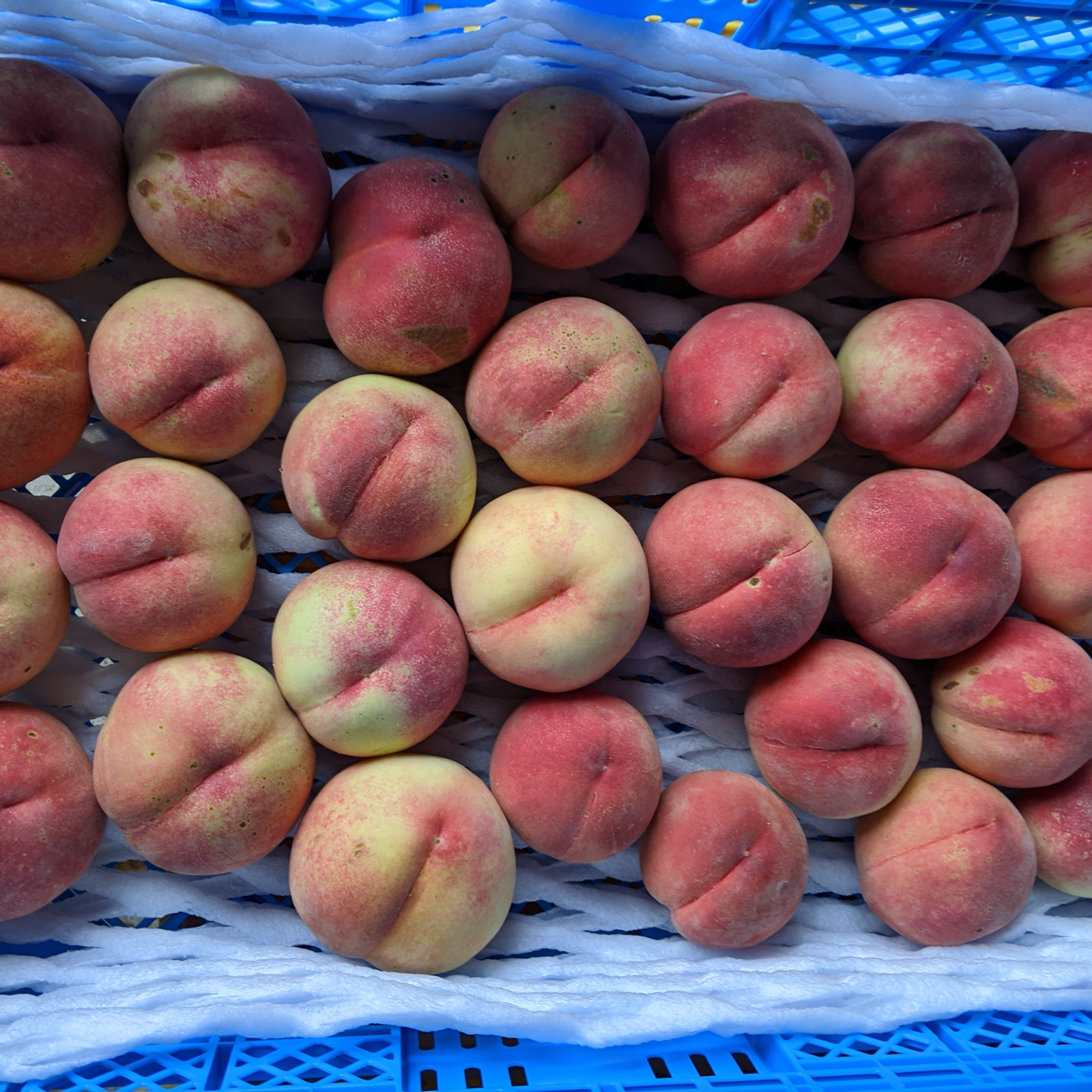 暁星摘果桃 10kg 摘果桃 加工用摘果桃 桃 資材込み約10kg！ 暁星 加工用桃 10kg 摘果桃