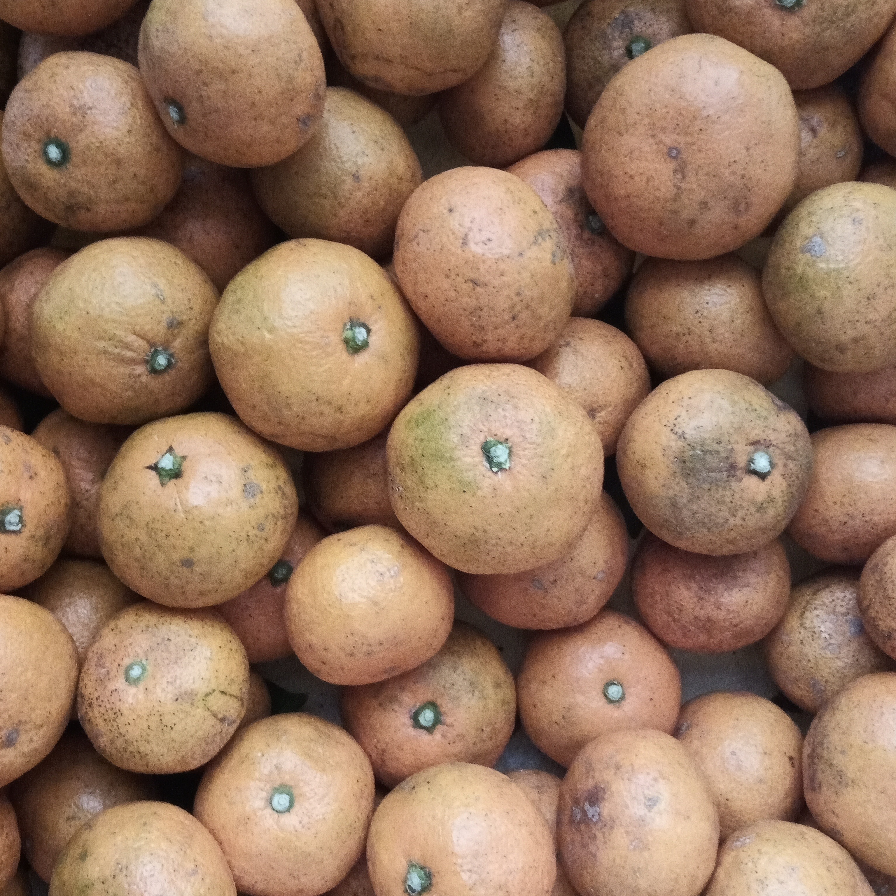 訳あり】キズあり・見た目難あり・収穫後1ヶ月貯蔵【えひめ・しまなみ