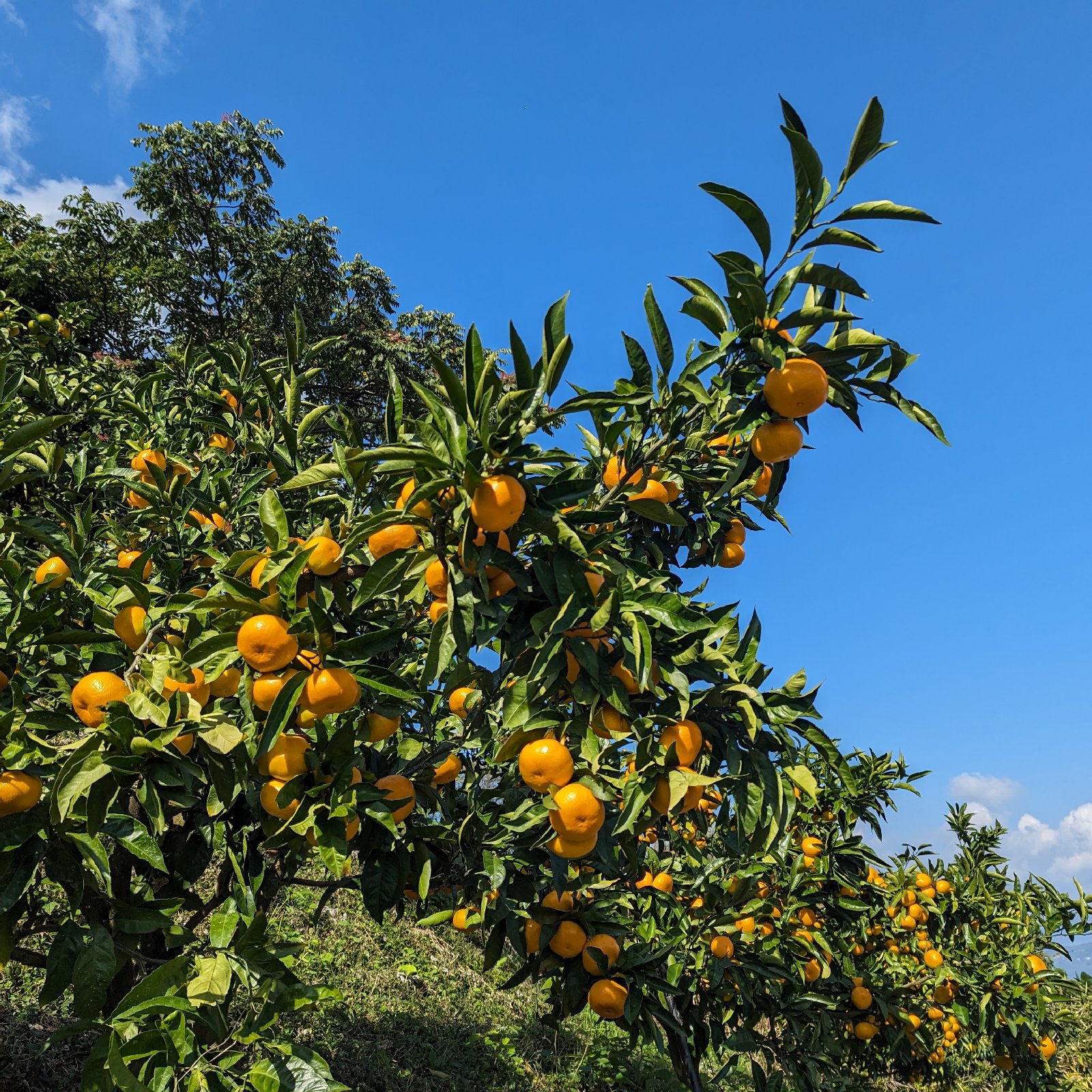 fumi farm（和歌山県・紀美野町）｜生産者詳細｜産直アウル