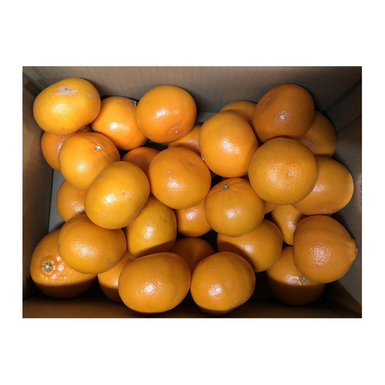 せとか【家庭用箱込み5キロ】※2月25日より順次発送 | 果物/オレンジ