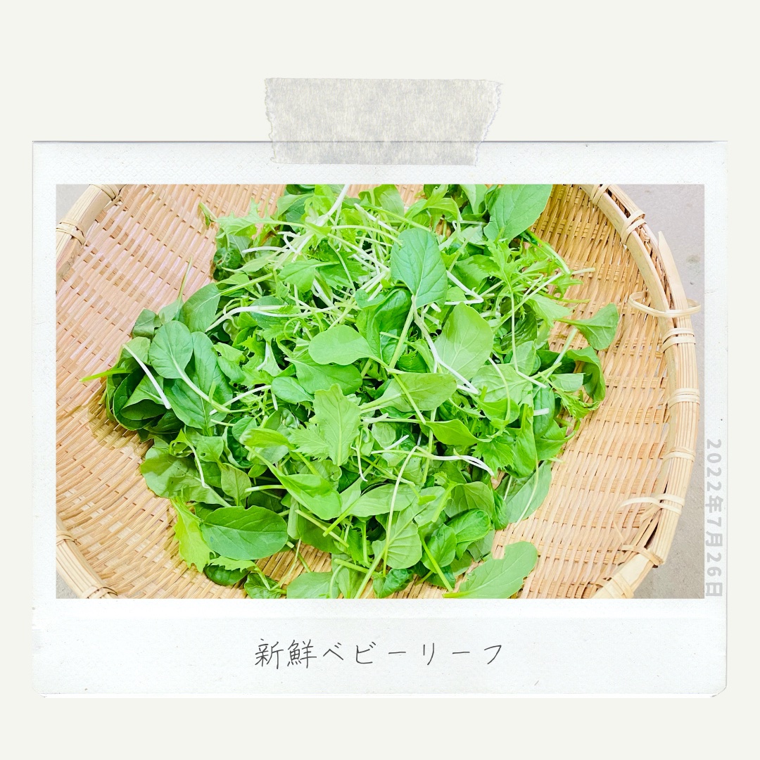 広島レモン完全無農薬10キロ 化学肥料不使用 採りたて