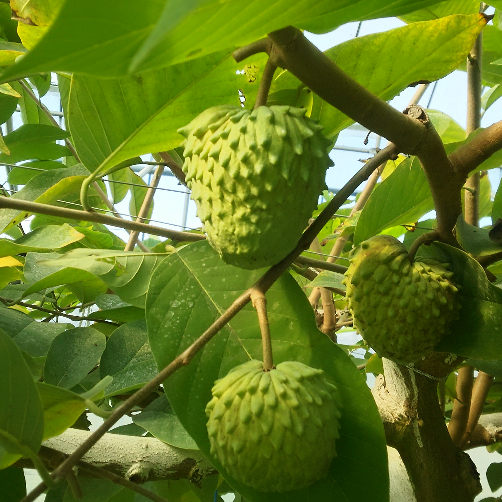 アテモヤ6キロ　ご自宅用に