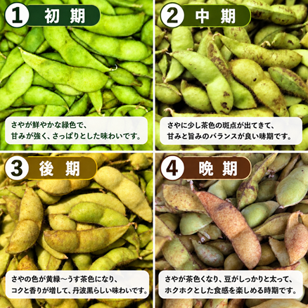 ❶10月10日〜14日発送 黒豆の枝豆 1.75kg(350g×5袋) 丹波黒大豆の枝豆