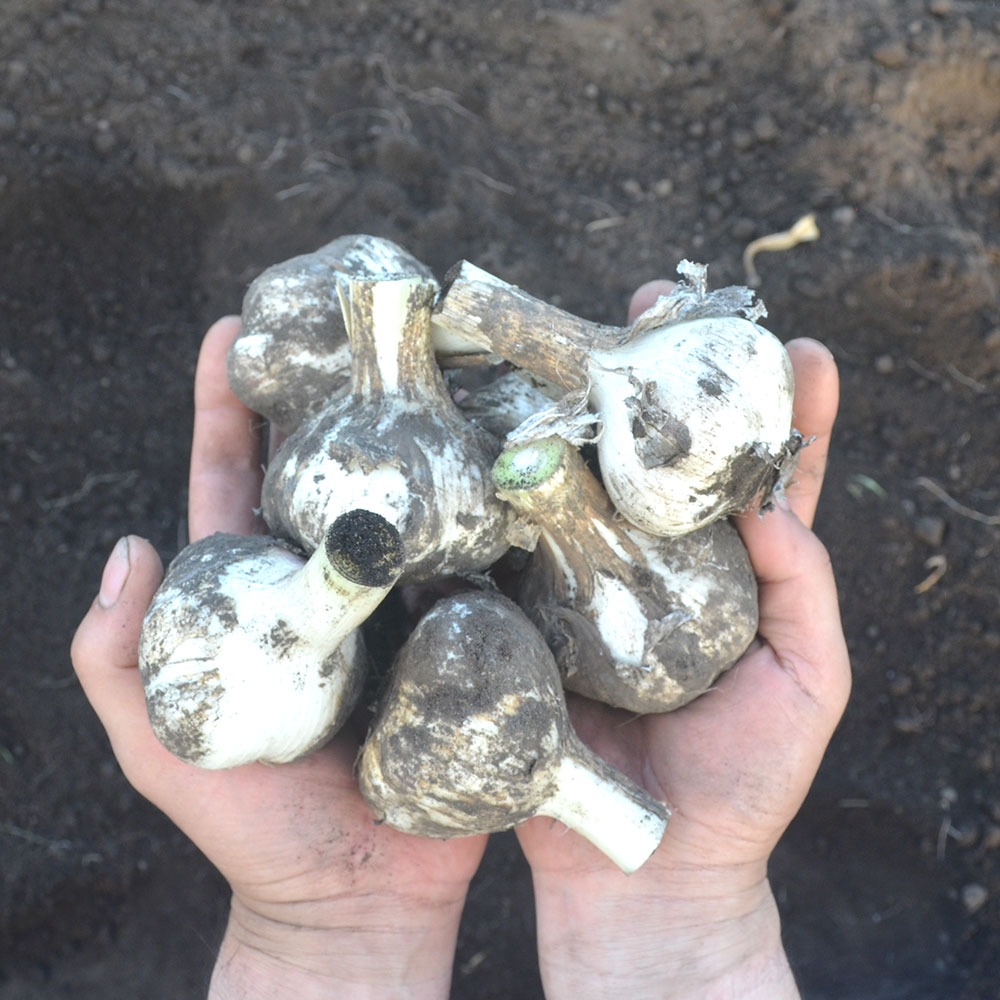 黒にんにく 500g バラ 青森県産 熟成黒ニンニク 添加物不使用 生産者