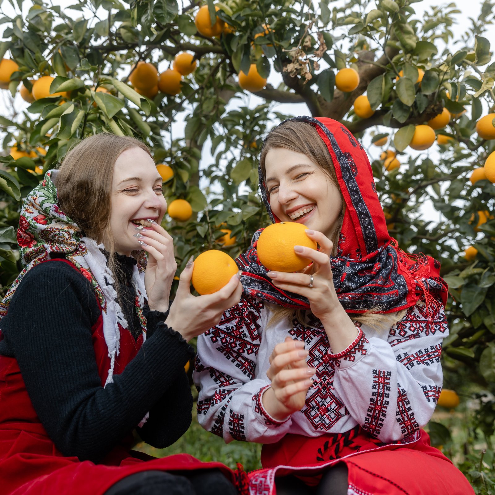 新田農園の家庭用八朔5キロ | 果物/オレンジ・その他みかん 産直アウル  