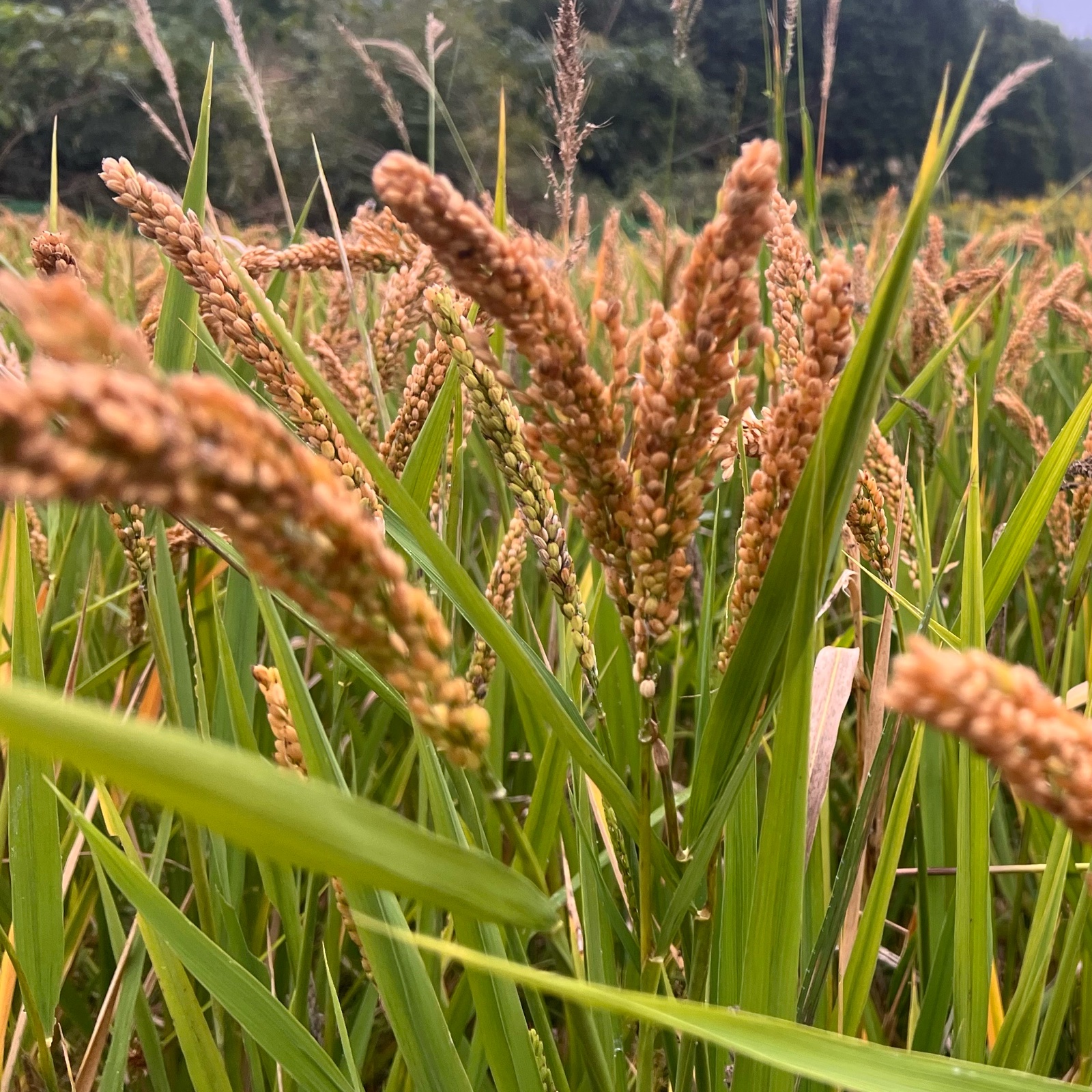 新米】ハッピーヒルもち米 令和7年産【はざがけ天日干し|無農薬・無