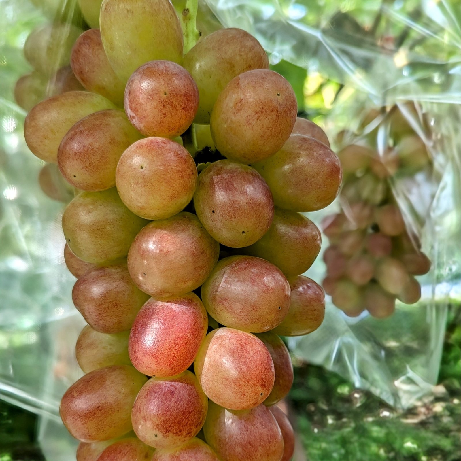 赤いシャインマスカット🍇ヌーベルローズ | 果物/ぶどう 産直アウル