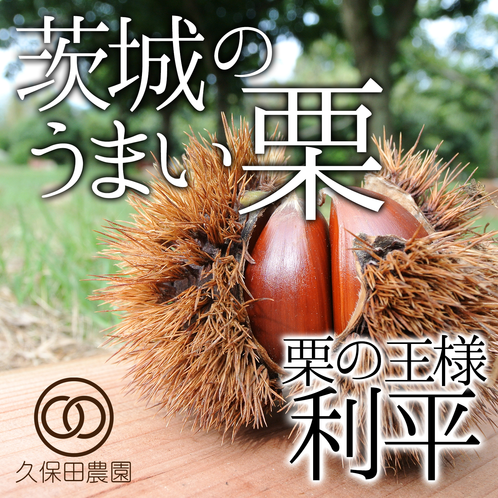 栗の王様 熊本県産 利平栗 無農薬 今年も販売させていただきます！