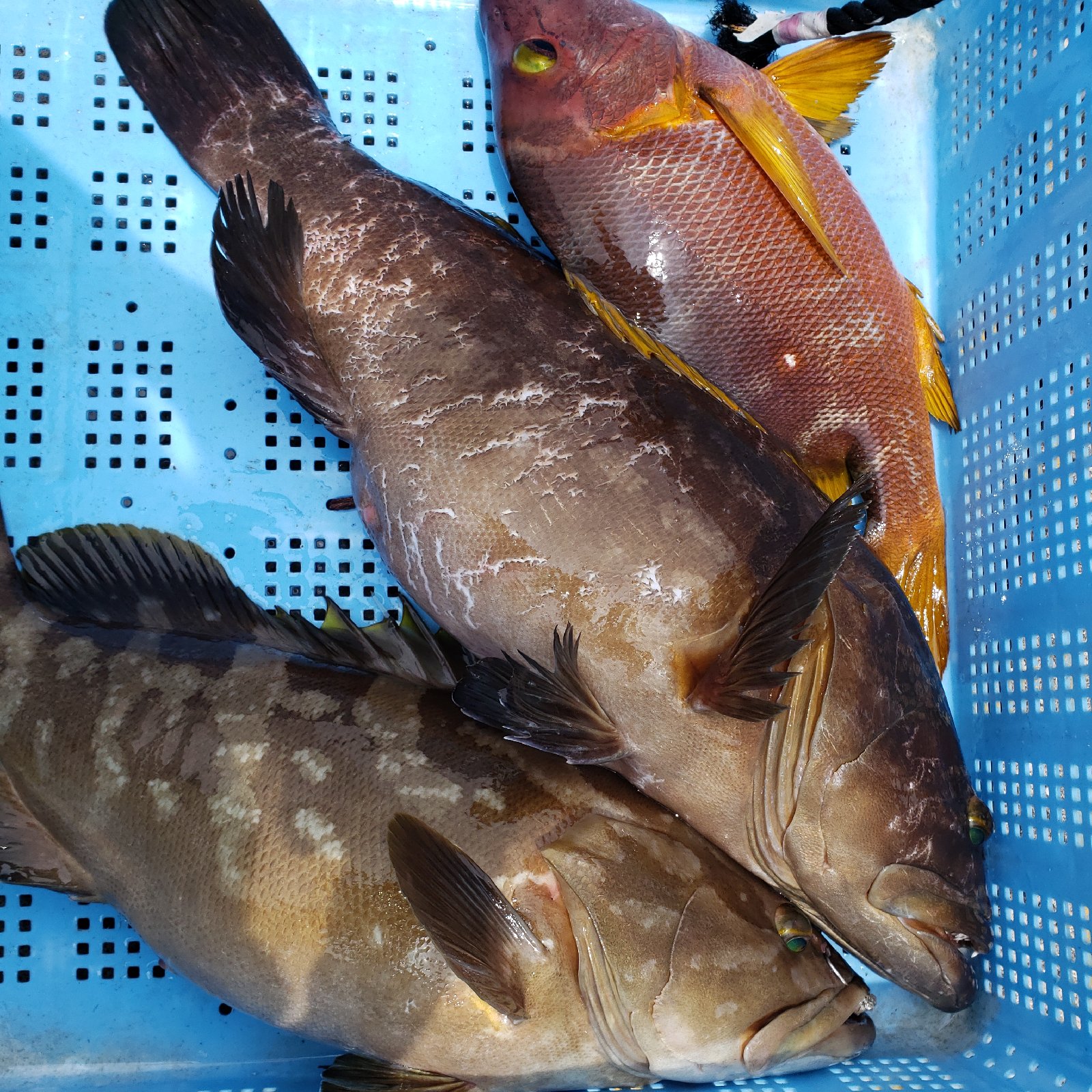 漁師直送！クエ アラ 4㎏～5㎏ ｜ 魚介類/その他魚介 産直アウル 農家 