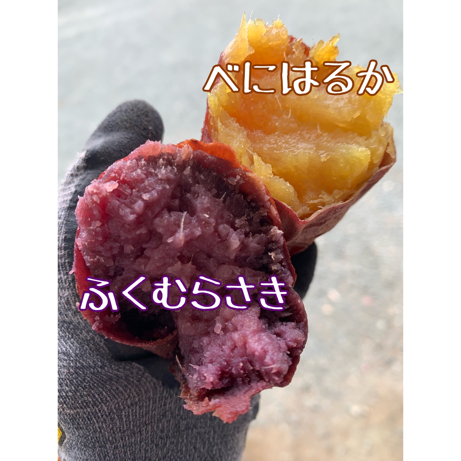 べにはるか&ふくむらさき食べ比べセット ｜ 野菜/さつまいも 産直