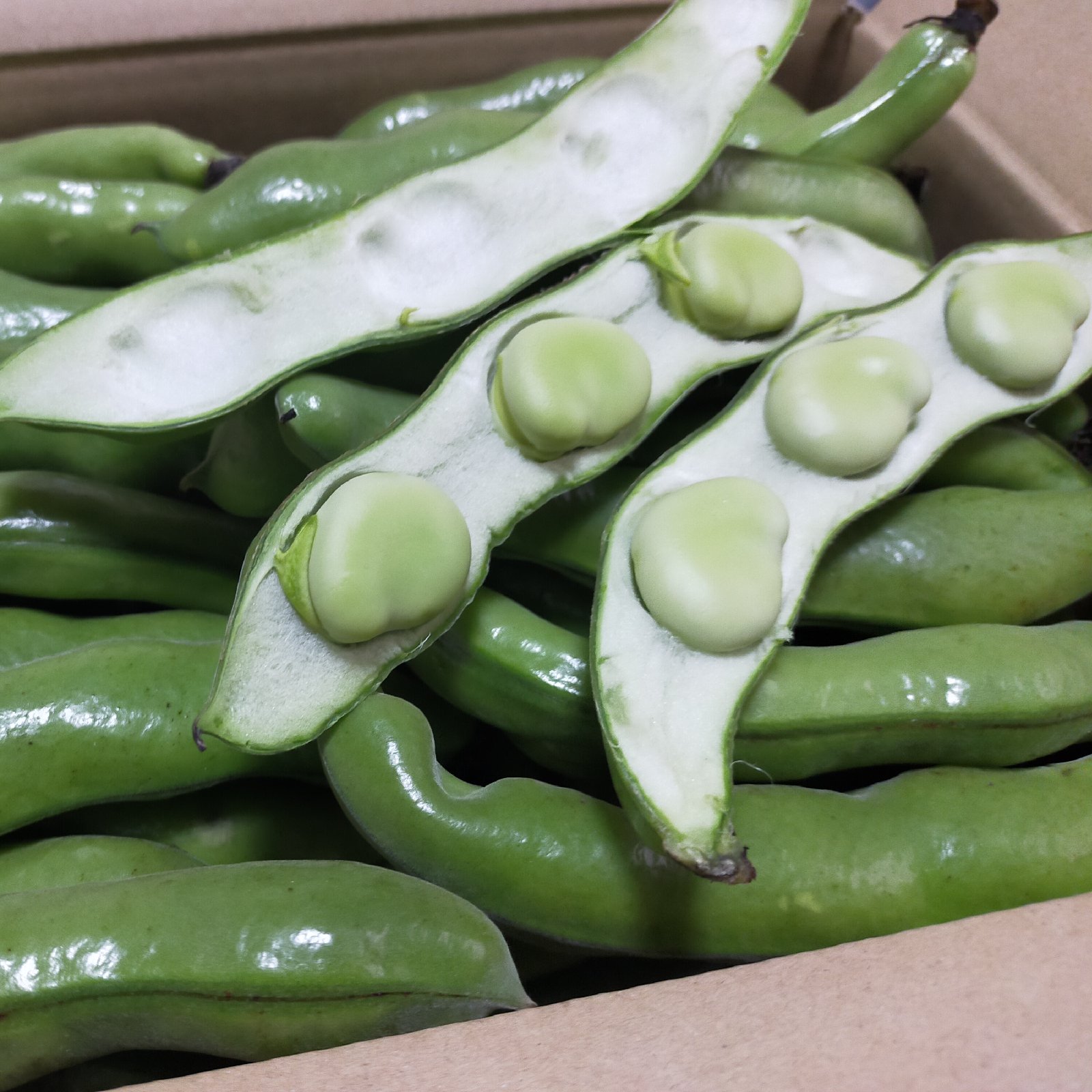 そら豆4.5kg全て3粒以上のさやです。 ｜ 野菜/豆類 産直アウル 農家