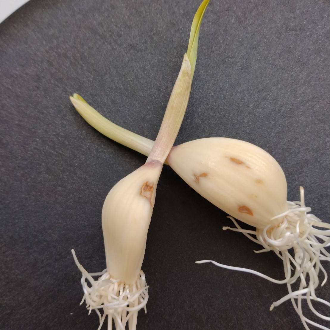 数量限定!! 【訳あり】ロケット発芽にんにく 15本 ｜ 野菜/にんにく