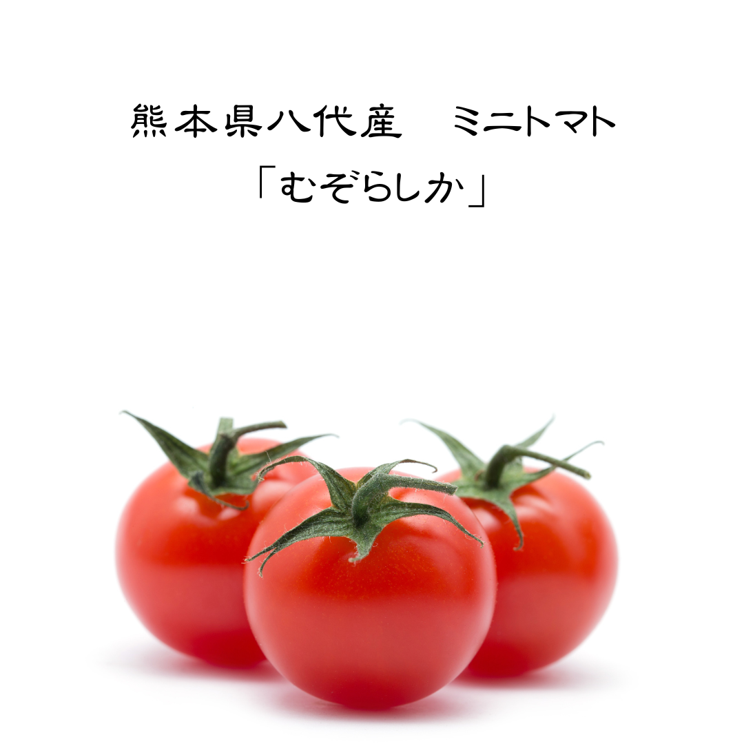熊本県八代産ミニトマト「むぞらしか」1kg | 野菜/トマト 産直アウル 