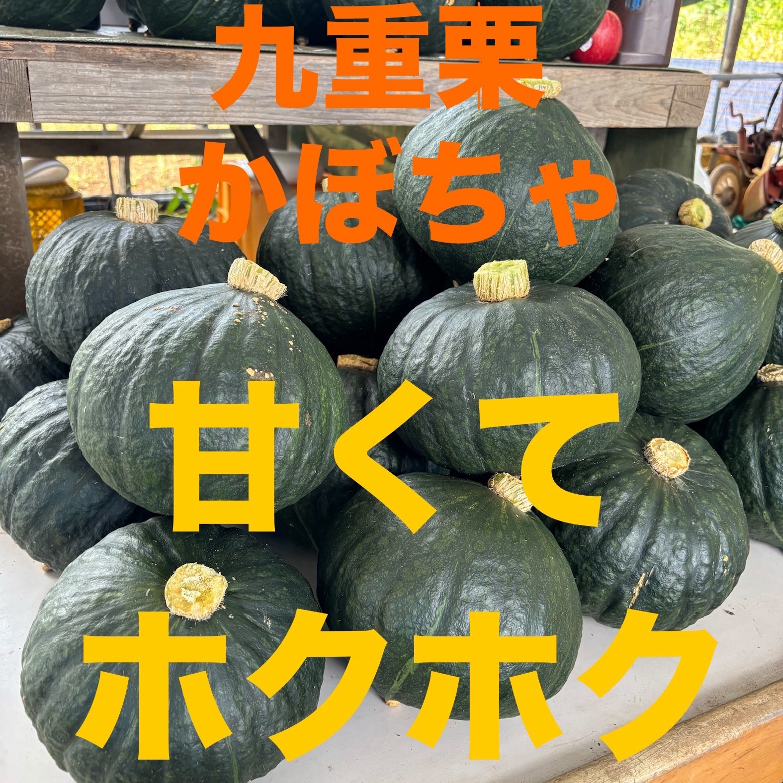 九重栗かぼちゃ ｜ 野菜/かぼちゃ 産直アウル 農家・漁師など生産者 