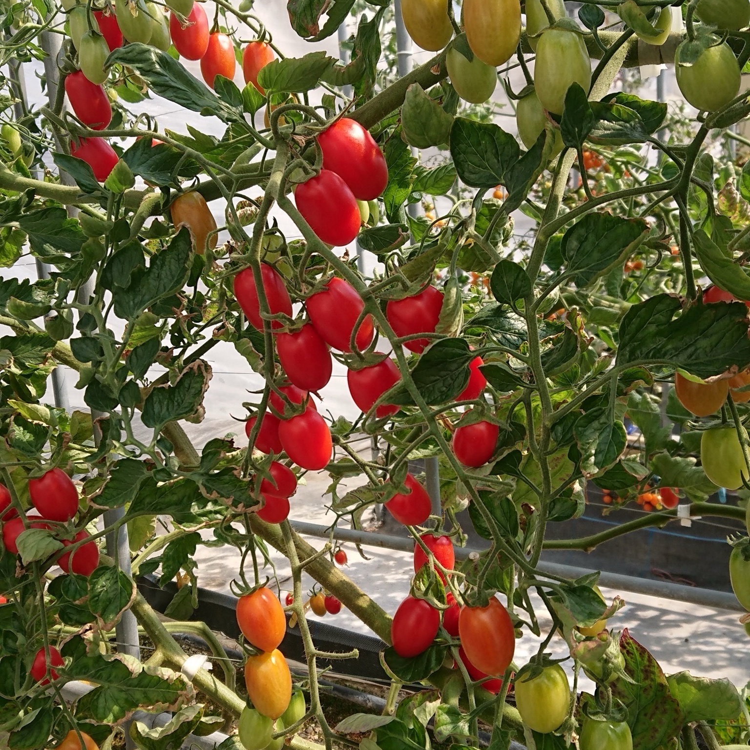 高橋農園のフルーツミニトマト4.9キロ ｜ 野菜/トマト 産直アウル 農家