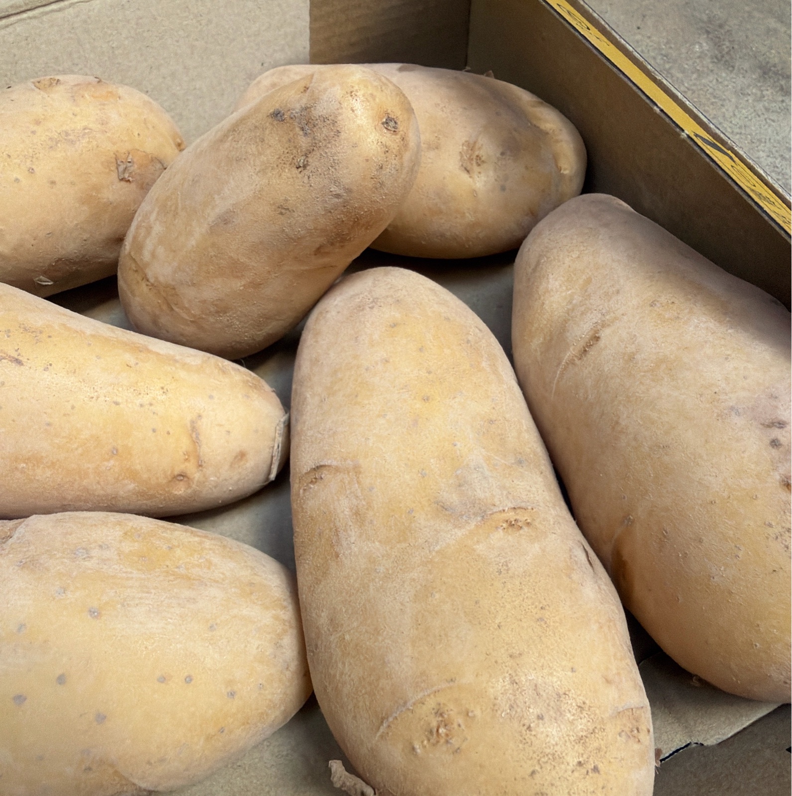 じゃがいも 長崎県産 じゃがいも 1.3kg ｜ 野菜/じゃがいも 産直アウル 農家・漁師