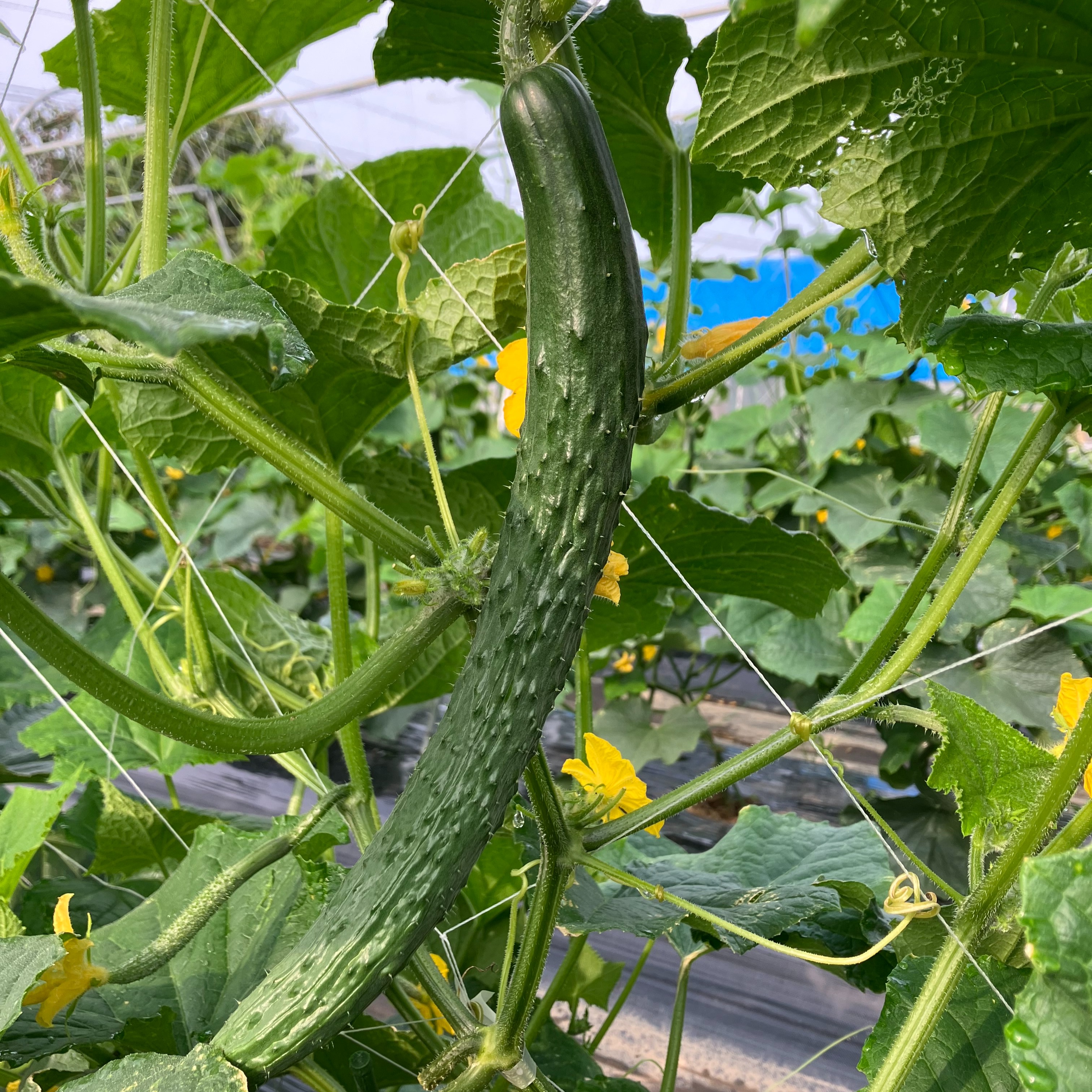 訳あり　きゅうり　　25キロ 訳ありイボイボのスーヨーキュウリ ｜ 野菜/きゅうり 産直アウル 農家
