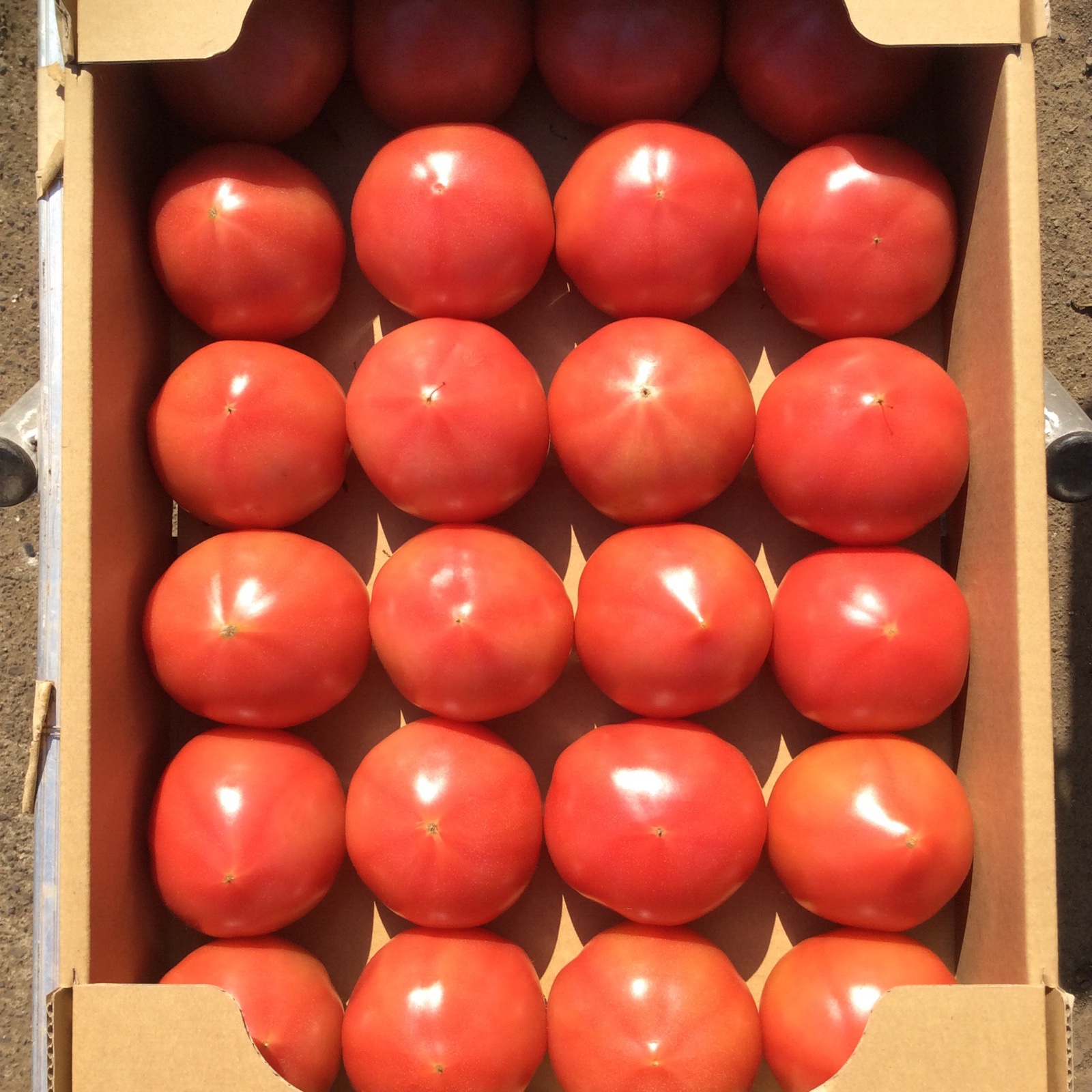 王様トマト マイロック 2箱セット | 野菜/トマト 産直アウル 農家から