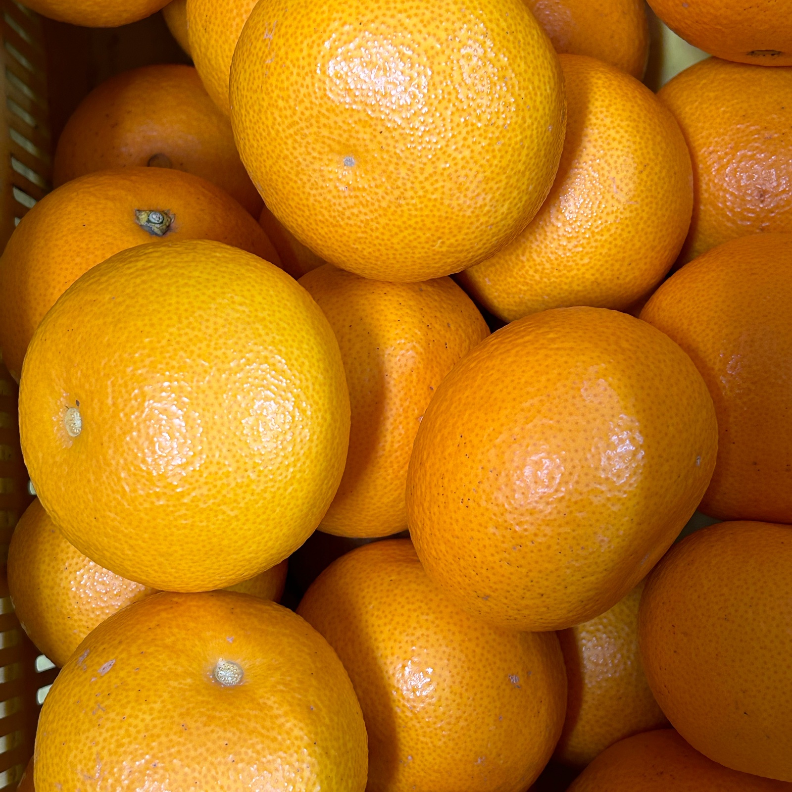 紅八朔Mサイズ10kg【限定2ケース】 | 果物/オレンジ・その他みかん