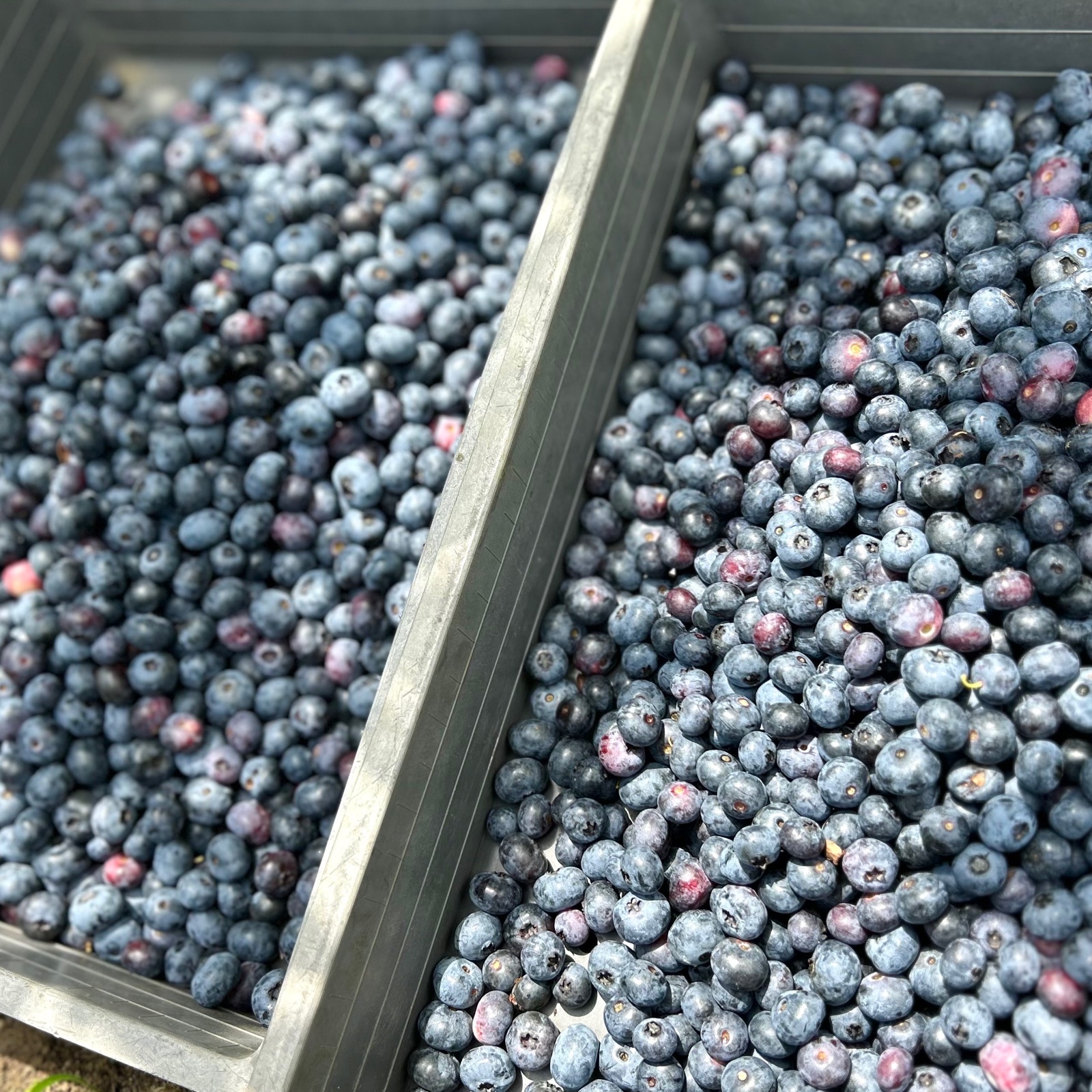 長野県信濃町産】 ブルーベリー 順次発送 500g ｜ 果物/ベリー類 産直