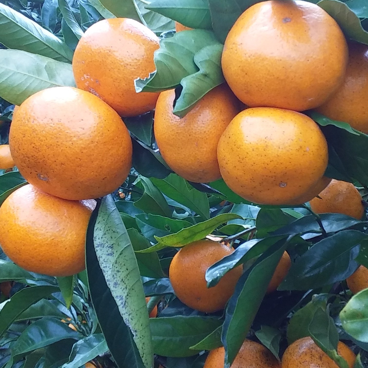 田口みかん】ML混在サイズ2Kg和歌山下津産(常温便) | 果物/オレンジ